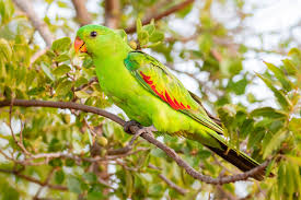 australian parrots australia s