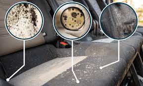 get mold out of car and on car carpets