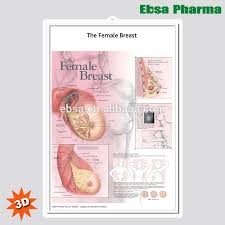 3d Human Anatomy Chart And Wall Poster For The Female Breast Poster Images Buy 3d Chart Anatomy Poster The Female Breast Images Product On