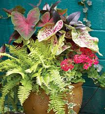 try ferns in your shade containers
