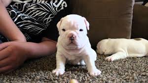 16 month old male lilac tri english bulldog he needs to be ideally an only dog or with females he has an amazing temperament and been brought up. 4 Week Old English Bulldog Puppy Snow White Youtube