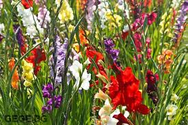 Весели и пъстри пролетни цветя, които се чувствуват много добре в. Naj Krasivite Letni Gradinski Cvetya