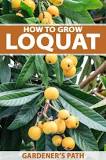 How do you know when to pick loquats?