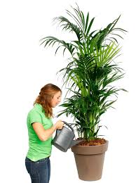 Es gibt einige gute shops, wo man günstige palmen und weitere pflanzen kaufen kann. Kentia Palme Howea Forsteriana Pflege 123zimmerpflanzen