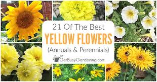 Maybe you would like to learn more about one of these? 21 Of The Best Yellow Flowers Annuals Perennials Get Busy Gardening