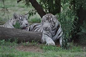 Tigri Bianche - Foto gratis su Pixabay