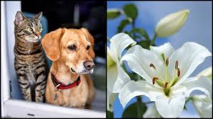 are lilies bad for dogs and cats