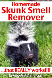 homemade skunk smell remover that