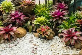 bromeliads plant care and grow guide