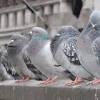 Pigeon Plague in Our Cities