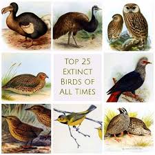 top 25 extinct birds of all times