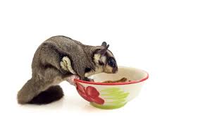 the 4 most nutritious sugar glider food