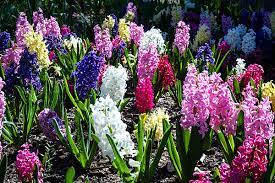 Ultimate Guide To Planting Spring Bulbs
