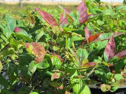 Dwarf firepower nandina, also known as firepower heavenly bamboo, packs intense color in a compact size. Nandina Domestica Firepower Boething Treeland Farms