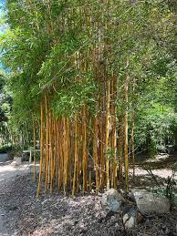 Grow Lush Bamboo In Pots Flower Patch
