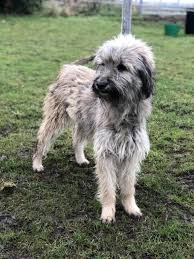 Join millions of people using oodle to find puppies for adoption, dog and puppy listings. Chicago 2 Year Old Female Tibetan Terrier Cross Lurcher Available For Adoption