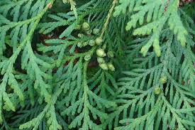 how to plant and grow juniper shrubs