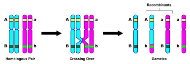 se of meiosis crossing over