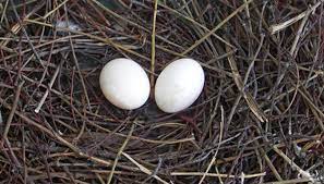 white bird egg identification ehow uk