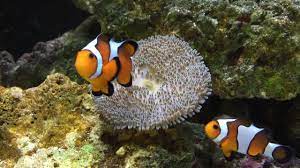 carpet anemone eating and clown fish