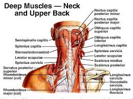 Head and neck muscles diagram anatomy note we are pleased to provide you with the picture named head and neck muscles diagram we hope this picture head and neck muscles diagram can help you and satisfies your requirements anatomynote found head and neck muscles diagram from plenty. Muscles Of The Head And Neck Free Pdf Epub Medical Books