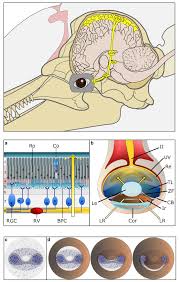 neuroanatomy of the cetacean sensory
