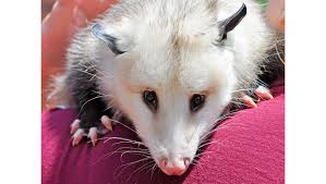 We did not find results for: Typhus Fever S Wild Threat The Rat Faced Opossum Named In Health Advisories As Culprits In Spreading The Disease Pasadena Star News