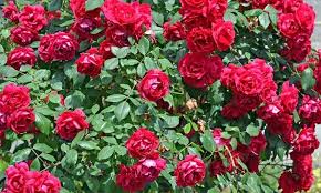 top rose gardens of india to admire the