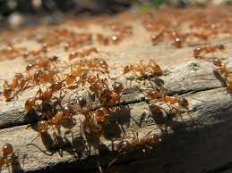 how to get rid of fire ants insight