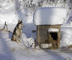 Heat A Dog House Without Electricity