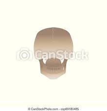 It is formed by a chain of 33 interconnected vertebrae and their intervening joints. Back Of The Human Skull View From Behind Human Skull Back View From Behind Anatomy Reference Of White Skeleton Head Canstock