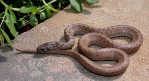 Species Profile Brown Snake Storeria Dekayi Srel