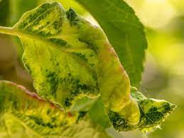 discolored apple leaves learn the