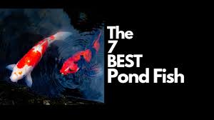 7 best pond fish for your garden pond