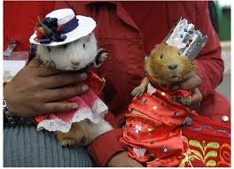 The peruvian guinea pig, also called peruvian cavy, is one of the most spectacular breeds of domestic guinea pigs best known for its fabulous, long fur. Unexpected Turn Of Events At The Guinea Pig Festival Amusing Planet