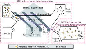 Cdna synthesis method utilizes a specific feature of the moloney murine leukemia virus reverse transcriptase (rt). An On Chip Rt Pcr Microfluidic Device That Integrates Mrna Extraction Cdna Synthesis And Gene Amplification Rsc Advances Rsc Publishing