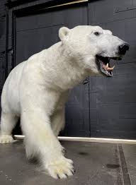 new taxidermy polar bear beast interiors