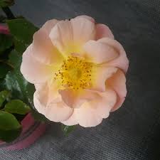 rosa flower carpet amber rose flower