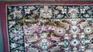 mold and your persian rugs