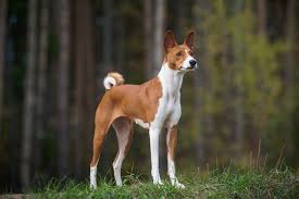 How to lose a guy in 10 days dog type. 6 Ancient Dog Breeds That Originated In Egypt