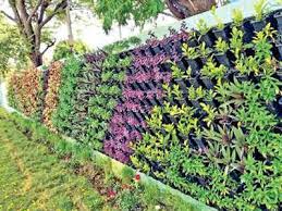 Vertical Gardens In Chennai Shoot