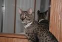 Exotic Bengal Kittens For Sale with rosettes in Gold and Silver color