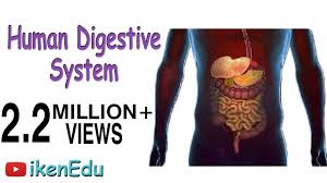 Learn About Digestive System Human Digestive System Animation Part 1