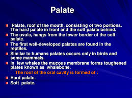 ppt palate powerpoint presentation