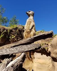 tulsa zoo explore the city with tulsago