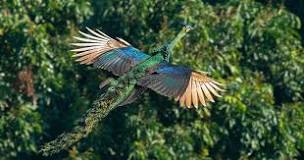 Can peacocks fly?