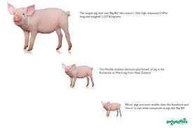 Full Grown Micro Pigs For Sale Google Search Micro Pig