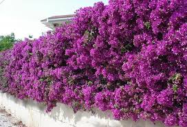 8 Beautiful Flowering Hedge Plants In