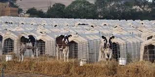 Isolati dalle mamme e chiusi in piccole gabbie. I vitellini vittime della produzione del latte (IMMAGINI FORTI) - greenMe