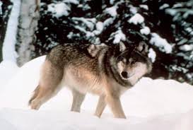 Gray wolves were reintroduced into yellowstone national park in 1995, resulting in a trophic cascade through the entire ecosystem. Gray Wolves Stripped Of Endangered Species Protections By Trump Administration